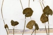 <strong>Ophioglossaceae - Ophioglossum - Ophioglossum reticulatum L.</strong><br />© hnb