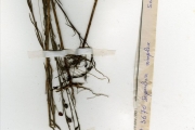 <strong>Scrophulariaceae - Sopubia - Sopubia simplex (Hochst.) Hochst.</strong><br />© hnb