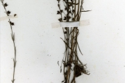 <strong>Scrophulariaceae - Sopubia - Sopubia simplex (Hochst.) Hochst.</strong><br />© hnb