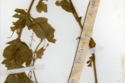 <strong>Rubiaceae - Virectaria - Virectaria multiflora (Sm.) Bremek.</strong><br />© hnb