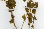 <strong>Rubiaceae - Virectaria - Virectaria multiflora (Sm.) Bremek.</strong><br />© hnb