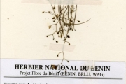 <strong>Lentibulariaceae - Utricularia - Utricularia micropetala Sm. var. micropetala</strong><br />© hnb