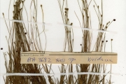<strong>Xyridaceae - Xyris - Xyris straminea Nilsson</strong><br />© hnb