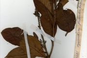 <strong>Rubiaceae - Hymenodictyon - Hymenodictyon floribundum (Steud. & Hochst.) B.L.Rob.</strong><br />© hnb