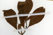 <strong>Rubiaceae - Hymenodictyon - Hymenodictyon floribundum (Steud. & Hochst.) B.L.Rob.</strong><br />© hnb