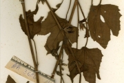 <strong>Malvaceae - Hibiscus - Hibiscus scotellii Baker f.</strong><br />© hnb