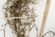 <strong>Rubiaceae - Oldenlandia - Oldenlandia herbacea (L.) Roxb.</strong><br />© hnb
