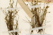 <strong>Lentibulariaceae - Utricularia - Utricularia micropetala Sm. var. micropetala</strong><br />© hnb