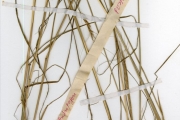 <strong>Poaceae - Urelytrum - Urelytrum annuum Stapf</strong><br />© hnb
