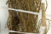 <strong>Poaceae - Panicum - Panicum griffonii Franch.</strong><br />© hnb