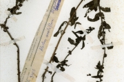 <strong>Scrophulariaceae - Alectra - Alectra sessiliflora (Vahl) Kuntze</strong><br />© hnb