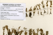 <strong>Lythraceae - Nesaea - Nesaea cordata Hiern</strong><br />© hnb