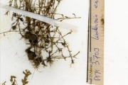 <strong>Scrophulariaceae - Lindernia - Lindernia exilis Philcox</strong><br />© hnb