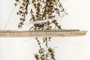 <strong>Scrophulariaceae - Bacopa - Bacopa hamiltoniana (Benth.) Wettst.</strong><br />© hnb