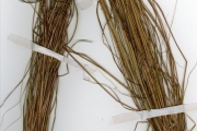 <strong>Poaceae - Rhytachne - Rhytachne triaristata (Steud.) Stapf</strong><br />© hnb