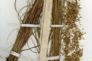 <strong>Poaceae - Rhytachne - Rhytachne triaristata (Steud.) Stapf</strong><br />© hnb