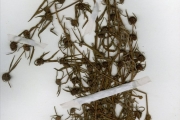 <strong>Rubiaceae - Spermacoce - Spermacoce filiformis Hiern</strong><br />© hnb