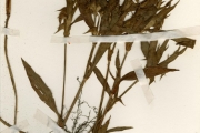 <strong>Commelinaceae - Commelina - Commelina aspera G.Don ex Benth.</strong><br />© hnb