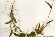 <strong>Poaceae - Oplismenus - Oplismenus burmannii (Retz.) P.Beauv.</strong><br />© hnb
