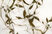 <strong>Poaceae - Oplismenus - Oplismenus burmannii (Retz.) P.Beauv.</strong><br />© hnb