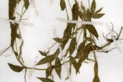 <strong>Poaceae - Oplismenus - Oplismenus burmannii (Retz.) P.Beauv.</strong><br />© hnb