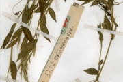 <strong>Poaceae - Oplismenus - Oplismenus burmannii (Retz.) P.Beauv.</strong><br />© hnb