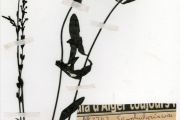 <strong>Scrophulariaceae - Buchnera - Buchnera leptostachya Benth.</strong><br />© hnb