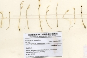 <strong>Lentibulariaceae - Utricularia - Utricularia micropetala Sm. var. micropetala</strong><br />© hnb