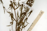 <strong>Rubiaceae - Spermacoce - Spermacoce filiformis Hiern</strong><br />© hnb