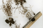 <strong>Scrophulariaceae - Lindernia - Lindernia schweinfurthii Engl.</strong><br />© hnb