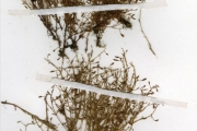<strong>Scrophulariaceae - Lindernia - Lindernia schweinfurthii Engl.</strong><br />© hnb