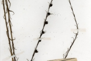 <strong>Scrophulariaceae - Sopubia - Sopubia ramosa (Hochst.) Hochst.</strong><br />© hnb