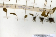 <strong>Ophioglossaceae - Ophioglossum - Ophioglossum costatum R.Br.</strong><br />© hnb