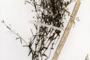 <strong>Rubiaceae - Oldenlandia - Oldenlandia herbacea (L.) Roxb.</strong><br />© hnb
