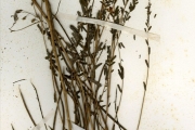 <strong>Leguminosae-Papilionoideae - Sesbania - Sesbania pachycarpa DC.</strong><br />© hnb