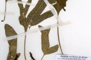 <strong>Polypodiaceae - Phymatosorus - Phymatosorus scolopendria (Burm.f.) Pic.Serm.</strong><br />© hnb