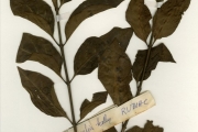 <strong>Rubiaceae - Chassalia - Chassalia kolly (Schumach.) Hepper</strong><br />© hnb