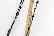 <strong>Scrophulariaceae - Striga - Striga gesnerioides (Willd.) Vatke</strong><br />© hnb