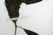 <strong>Rubiaceae - Rothmannia - Rothmannia urcelliformis (Hiern) Bullock ex Robyns</strong><br />© hnb