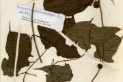 <strong>Dioscoreaceae - Dioscorea - Dioscorea sansibarensis Pax</strong><br />© hnb