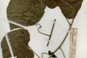 <strong>Passifloraceae - Adenia - Adenia lobata (Jacq.) Engl.</strong><br />© hnb
