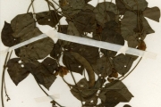 <strong>Leguminosae-Papilionoideae - Dolichos - Dolichos trilobus L. subsp. occidentalis Verdc.</strong><br />© hnb