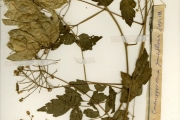 <strong>Sapindaceae - Cardiospermum - Cardiospermum grandiflorum Sw.</strong><br />© hnb