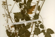 <strong>Sapindaceae - Cardiospermum - Cardiospermum grandiflorum Sw.</strong><br />© hnb
