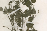 <strong>Acanthaceae - Asystasia - Asystasia calycina Benth.</strong><br />© hnb