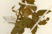 <strong>Leguminosae-Papilionoideae - Glycine - Glycine max (L.) Merr.</strong><br />© hnb