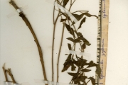 <strong>Sphenocleaceae - Sphenoclea - Sphenoclea zeylanica Gaertn.</strong><br />© hnb