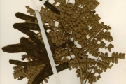 <strong>Leguminosae-Mimosoideae - Albizia - Albizia adianthifolia (Schumach.) W.Wight</strong><br />© hnb