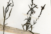 <strong>Scrophulariaceae - Striga - Striga hermonthica (Delile) Benth.</strong><br />© hnb