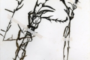 <strong>Scrophulariaceae - Striga - Striga hermonthica (Delile) Benth.</strong><br />© hnb